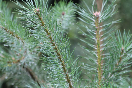 Moist pine tree leaves with water droplets.