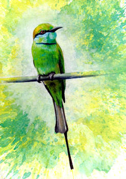 Green Bee Eater