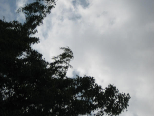Ominous Tree by GaaraJinchuuriki on DeviantArt