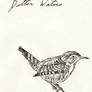 Wren