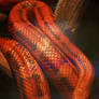 cornsnake