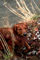 River Dog