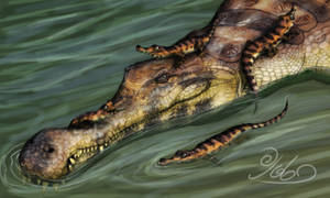 Sarcosuchus imperator