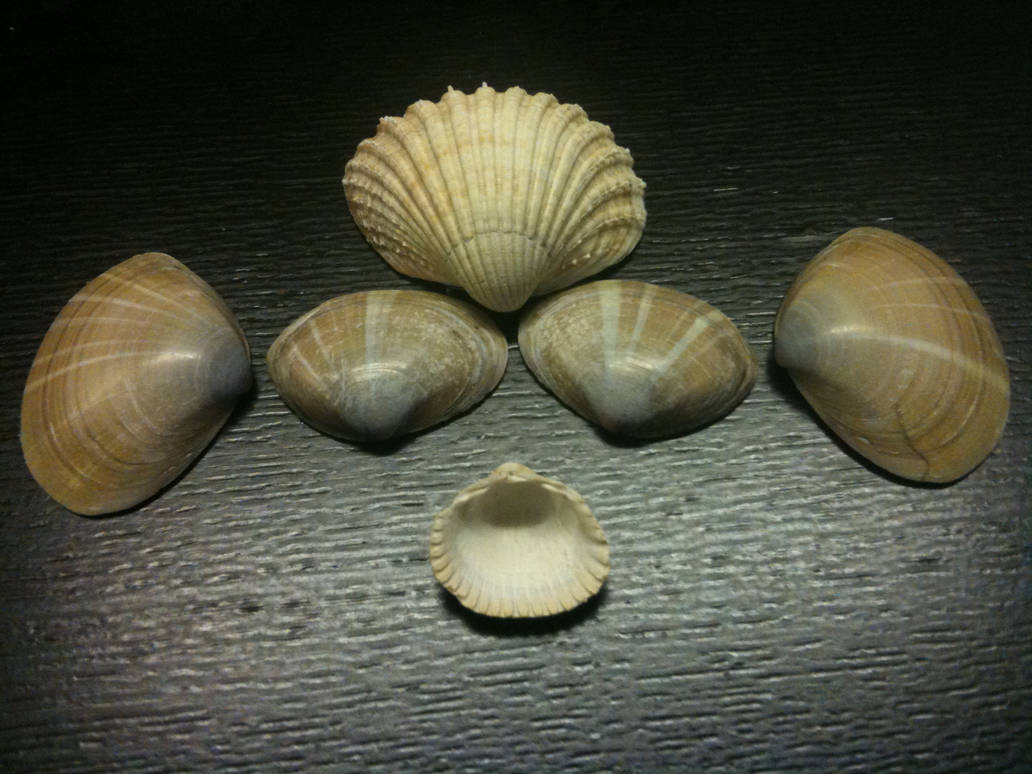 Shell Face Features Color ooooo shell face by Bboyturtlefreak on DeviantArt