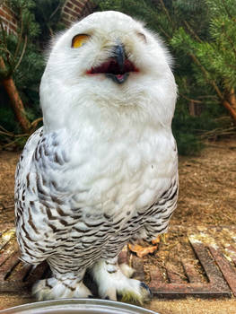 Snow owl