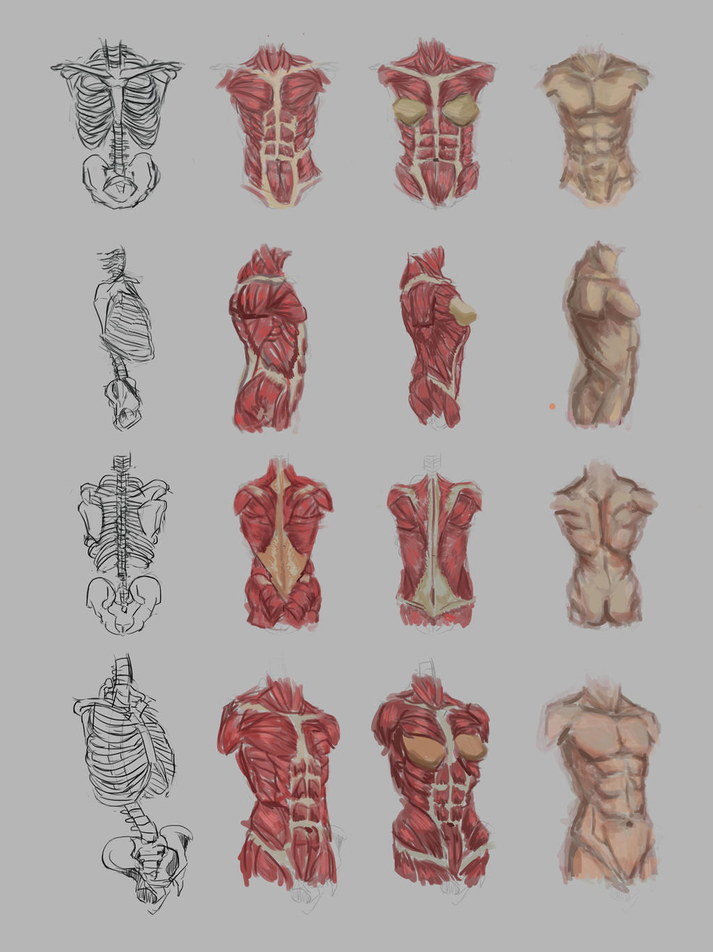 Torso Study Female Torso Study by JamesExcalibur on DeviantArt