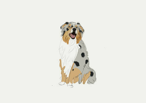 Australian Shepherd