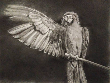 parrot_by_akshayrawalart_deszf7q-350t.jpg