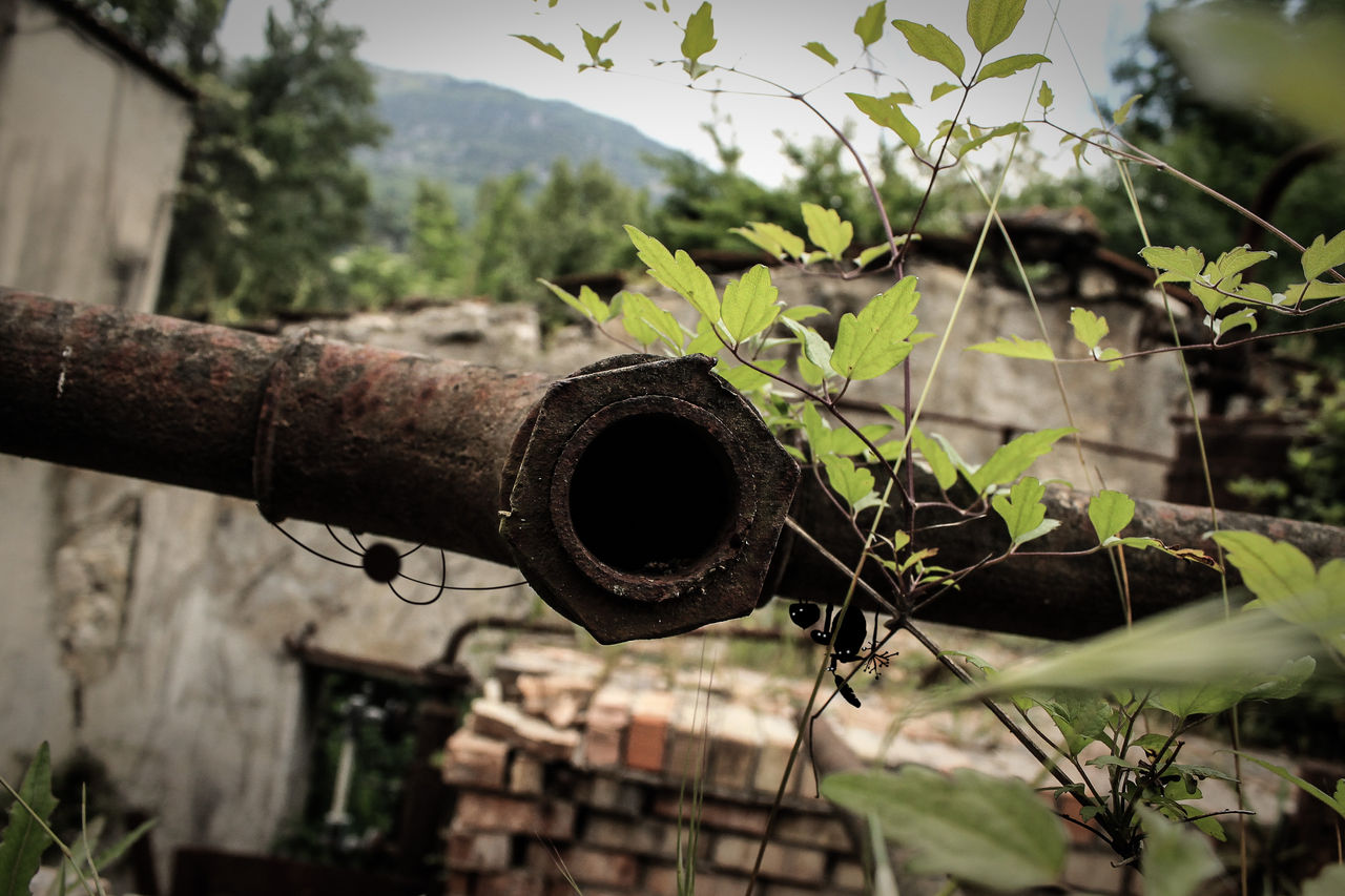 Botanicula is real by HappyPicure on DeviantArt