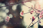 Cherry blossoms by SoraBelle