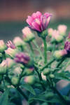 Rebirth by SoraBelle