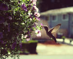 Hummingbird by SoraBelle