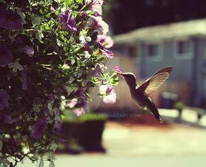 Hummingbird