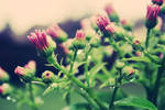 New Beginnings by SoraBelle