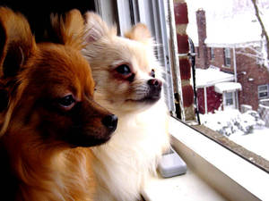 Pomeranian+Chihuaua: Snoflakes