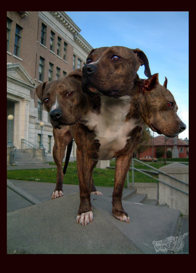 Pit Bull: Cerberus