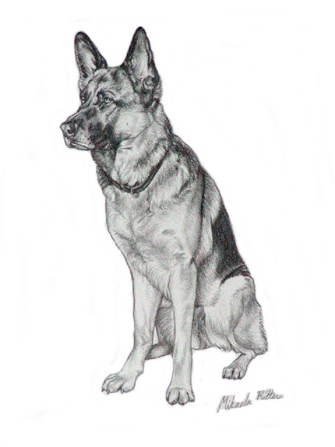 German Shepherd: GSDPencil