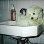 Bichon Frise- Atlas