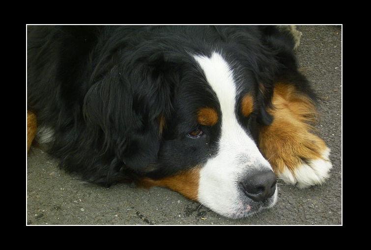 Bernese Mountain Dog: Java