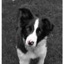 Border Collie: Gus