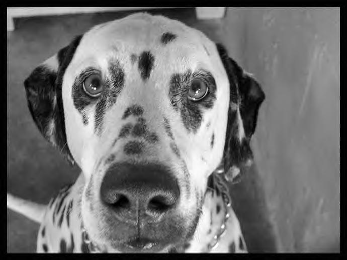 Spotty: Dalmatian