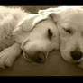 Sepia Snoozers by jet3270