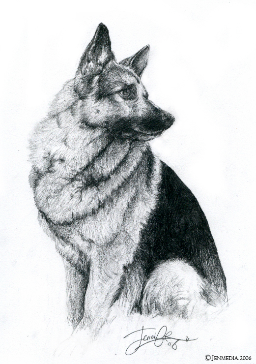 German Shepherd by Lillidan86