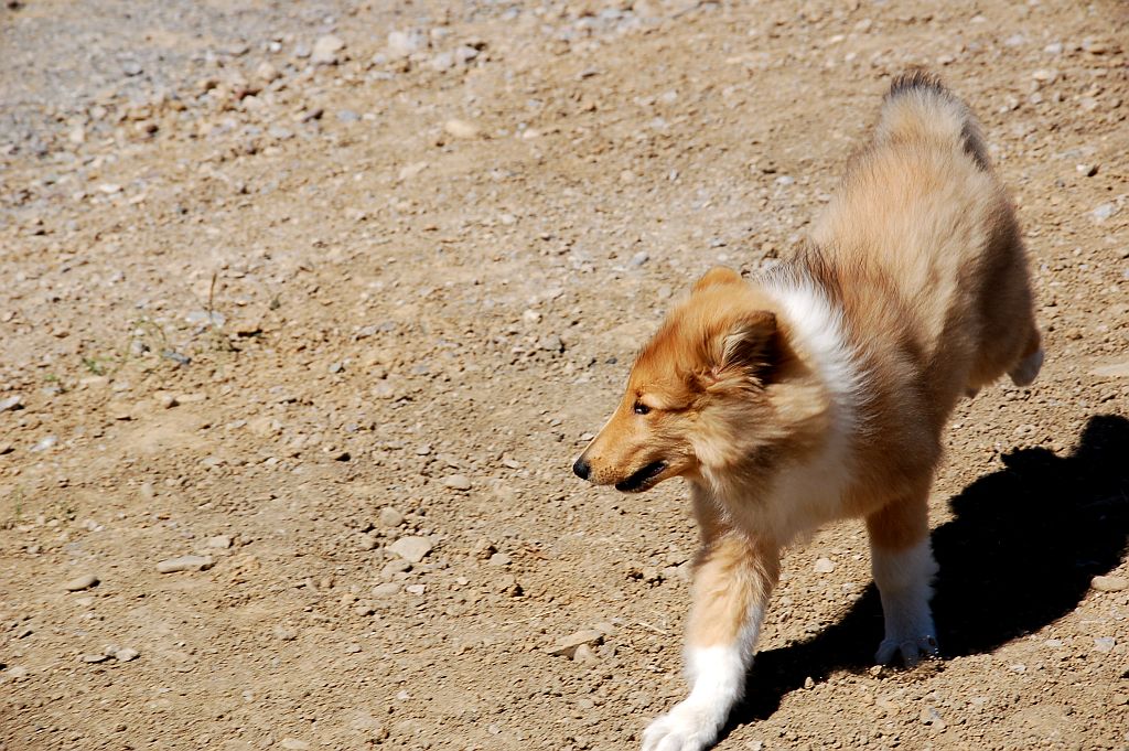 cute puppy running