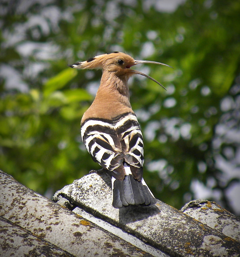 hoopoe