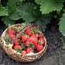 First culture of strawberries