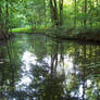 The Forest Pond