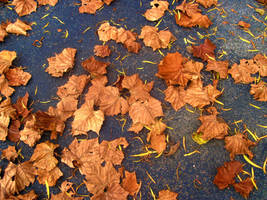 Leaves on the Ground