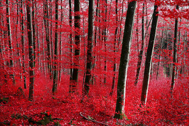 Bloodred Forest