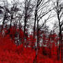 Bloodred Forest III