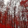 Bloodred Forest IV