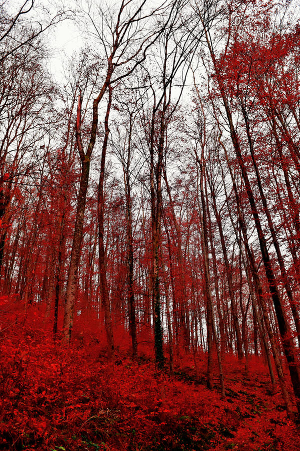 Foresty Red Bloodred Forest IV by Coccineus on DeviantArt