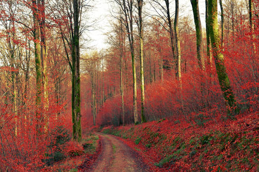 Red Pathway