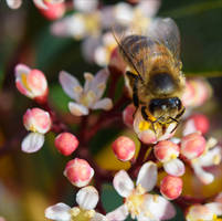 Spring Pilgrim