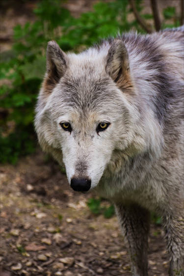 Canis Lupus