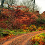 Autumnal Walk V