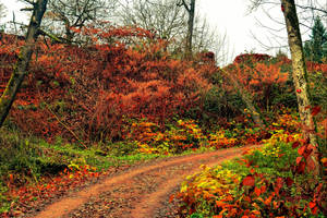 Autumnal Walk V