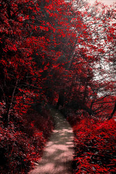 Into the Bloodred Forest