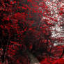 Into the Bloodred Forest