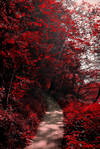 Into the Bloodred Forest by Coccineus