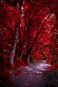 Through the Bloodred Forest