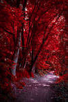 Through the Bloodred Forest