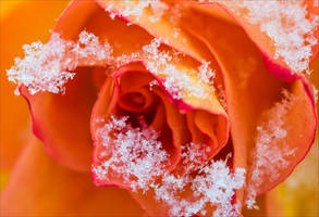 Frozen Rose