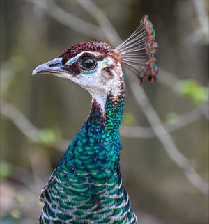 Mrs Peacock