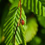 Slow Climber