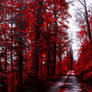 Bloodred Forest VI